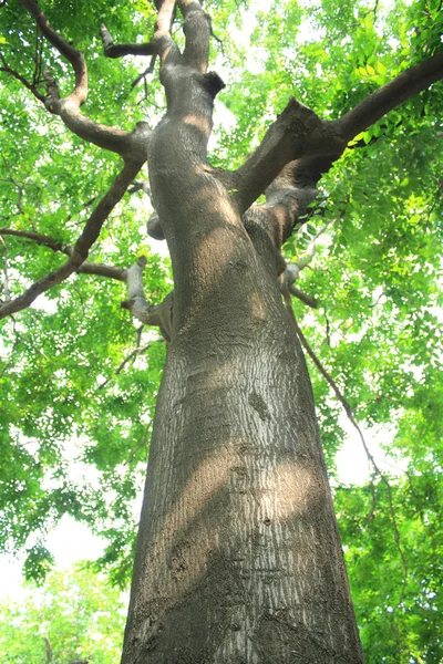 Closeup Big Tree — Stock Photo, Image