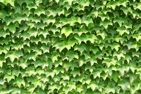 Текстура Зеленого Листа — стоковое фото