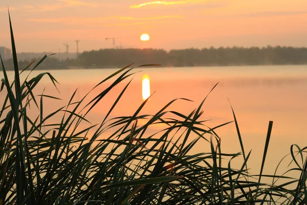 Reed Grass Sunrise — Stock Photo, Image