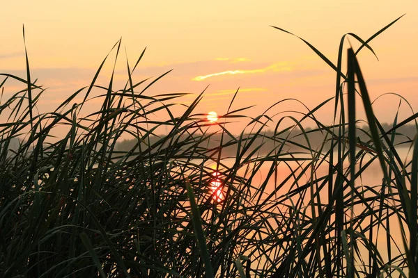 Reed Grass Sunrise — Stock Photo, Image
