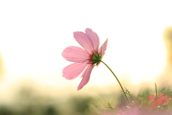 Spring Blooming Cosmos Flower — Stock Photo, Image