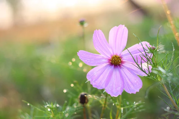 Primavera Flor Cosmos Flor — Foto de Stock