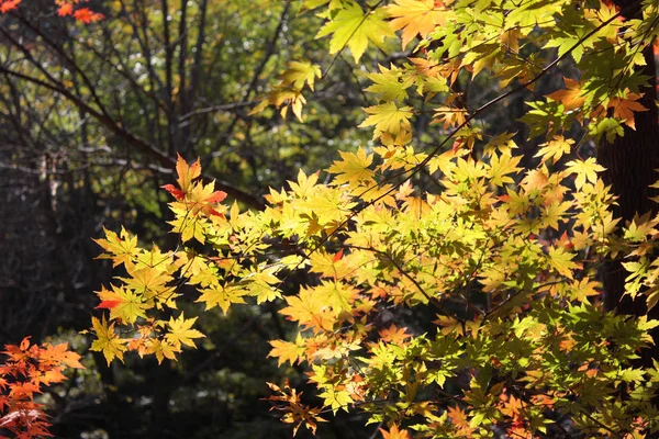 Ahornblätter Herbst — Stockfoto