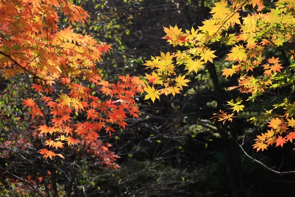 Esdoornblad Herfst — Stockfoto