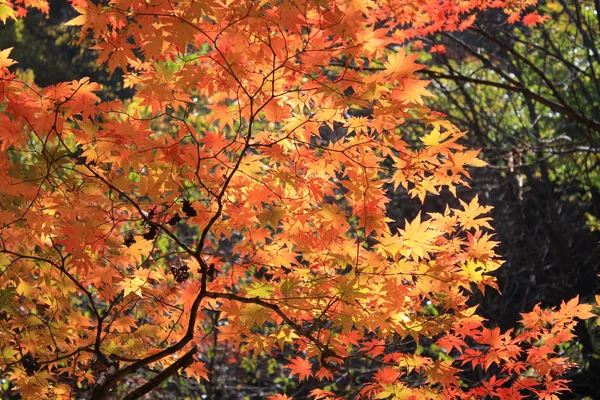 Esdoornblad Herfst — Stockfoto