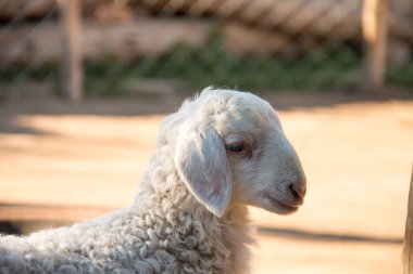 sevimli küçük keçi bir grup