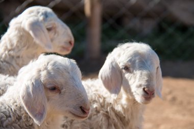 sevimli küçük keçi bir grup