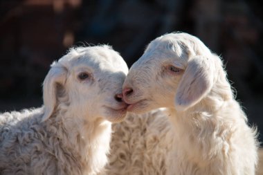 sevimli küçük keçi bir grup