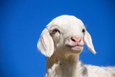 sevimli küçük keçi bir grup