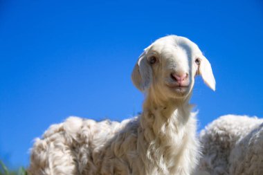 sevimli küçük keçi bir grup