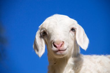 sevimli küçük keçi bir grup