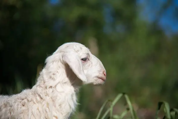 一群可爱的小山羊 — 图库照片