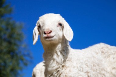 sevimli küçük keçi bir grup