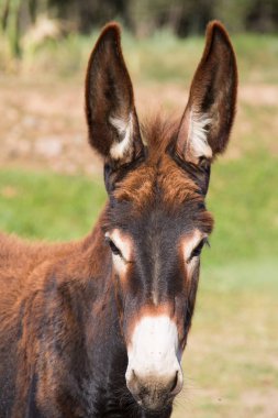 Bir eşek Close-up