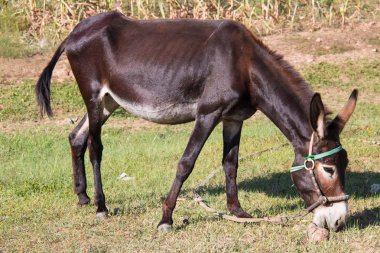 Bir eşek Close-up