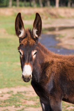Bir eşek Close-up