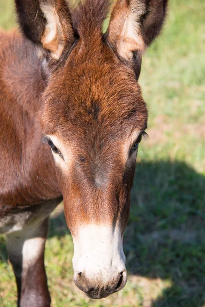 Close Donkey — Stock Photo, Image