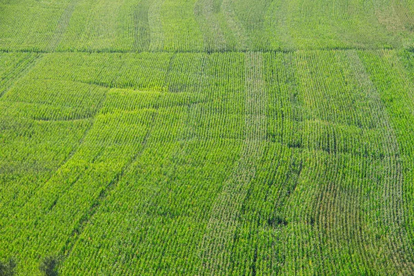 Sonbahar tarım arazileri yakın çekim