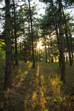 Çam ormanı boyunca gün batımı