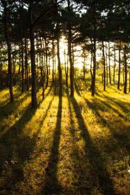Çam ormanı boyunca gün batımı