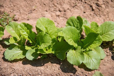Çin lahanası yerde yetişİyor