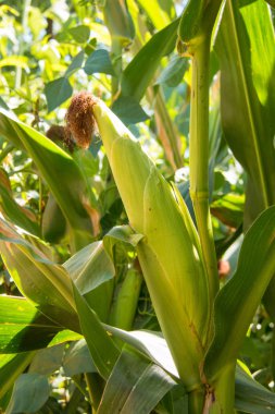 Sonbaharda olgun mısır