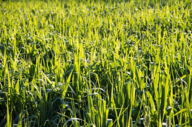 Yaz dağındaki çimenler