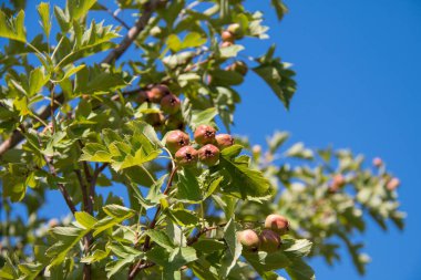 Olgun alıç çilek ağaçta asılı