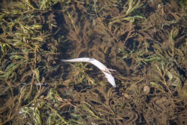 Göldeki ölü balıklar