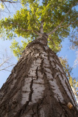 Büyük ağacın yakın çekim
