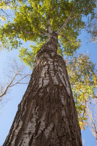 Büyük ağacın yakın çekim