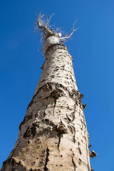 High Tree Leaves — Stock Photo, Image