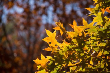 Sonbahar akçaağaç yaprağı closeup