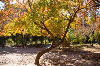 renkli Akça ağaç sonbahar Park