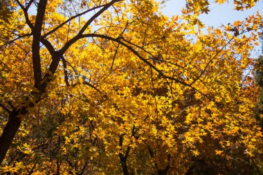 Sonbahar akçaağaç yaprağı closeup
