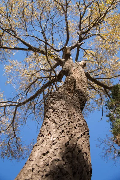 Closeup Podzimní Vysoké Stromové Struktury — Stock fotografie
