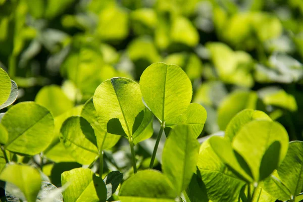 Folha Verde Close — Fotografia de Stock