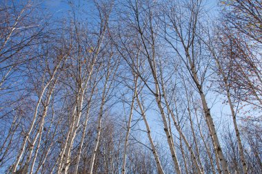 Parkta Sonbahar huş ağacı korusu