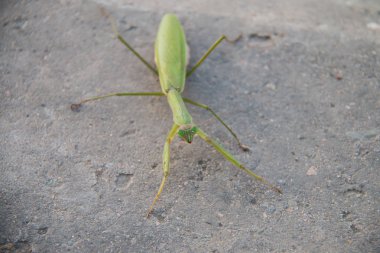 Bir Peygamberdevesinin Yakın Çekimi