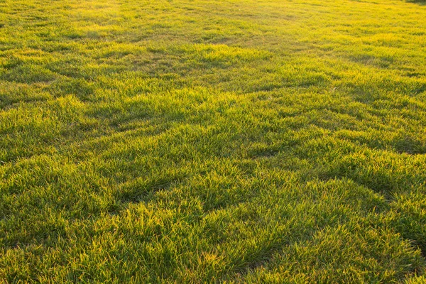 Lawn Sunset — Stock Photo, Image