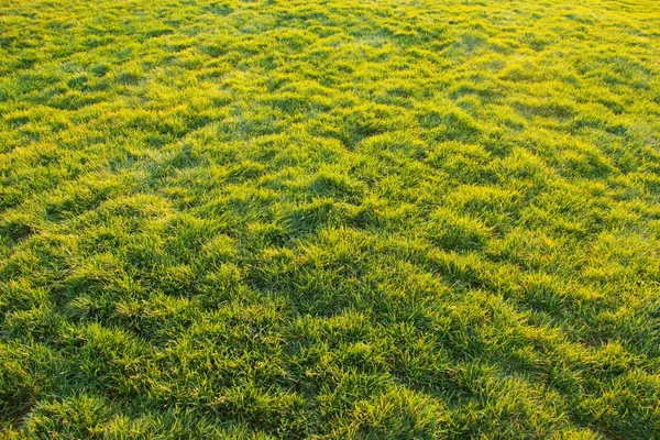 Trawnik Pod Zachodem Słońca — Zdjęcie stockowe