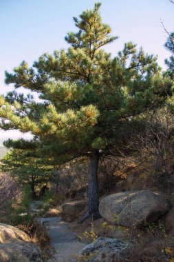 Taşta yetişen çam kökleri