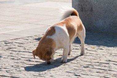 Bir köpeğin yakın çekimi.