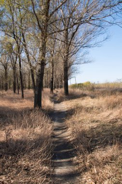 Sonbahar ormanlarında yol
