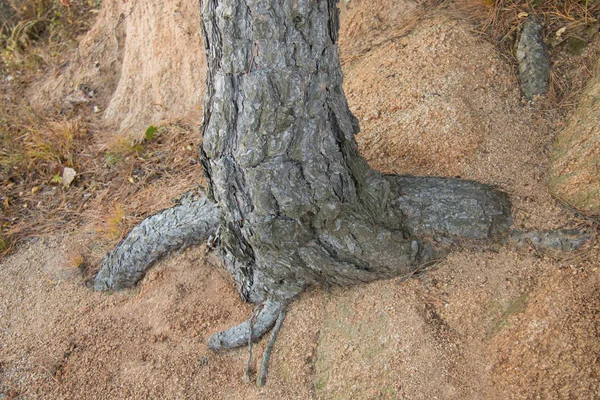 Pine Roots Growing Stone — Stock Photo, Image