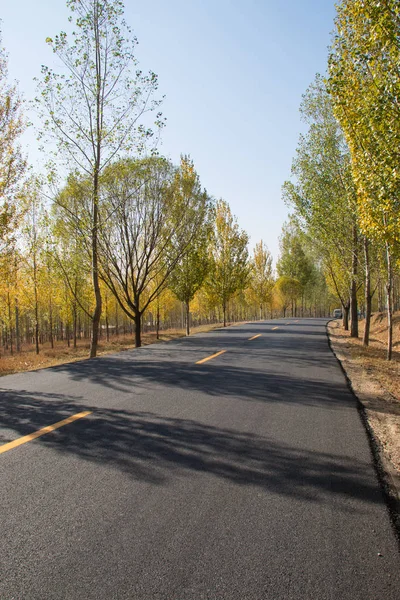 Highway in the forest