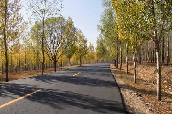 Highway in the forest