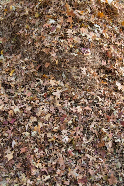 Feuilles Arbre Tombent Sur Sol — Photo