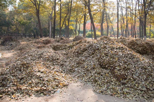autumn park dry leaf pile