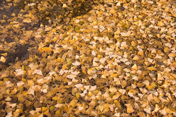 Ginkgo Leaf Water — Stock Photo, Image